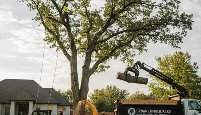 Arborist performing safe tree removal in Oak Park, IL for Chop Chop Tree services