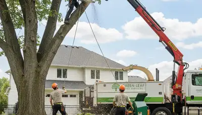 Professional tree removal service in Oak Park, IL by Chop Chop Tree experts