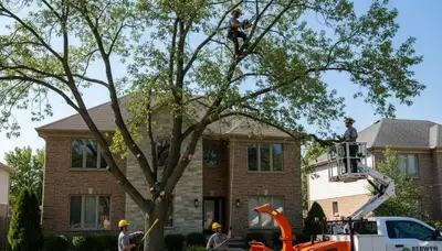 Professional tree removal service in Oak Park IL by certified arborists at Tree Services Oak Park