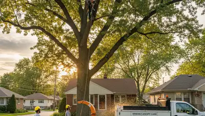 Professional tree removal service in Oak Park IL safely cutting and clearing large backyard trees
