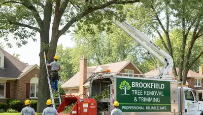 Professional tree removal service in Oak Park IL by certified arborists at Tree Services Oak Park