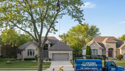 Professional tree removal service in Oak Park IL safely cutting and clearing large residential trees