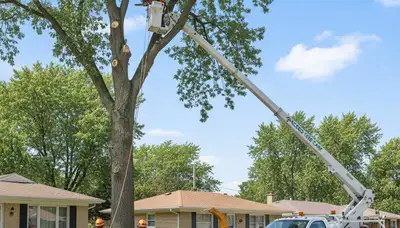 Professional tree removal service in Oak Park IL by certified arborists at Tree Services Oak Park