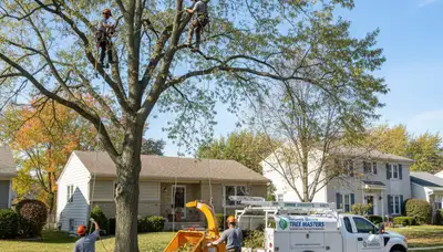 Professional tree removal service in Oak Park, IL by certified local arborists