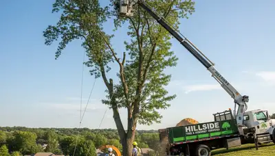 Professional tree removal service in Oak Park, IL safely cutting and clearing large trees