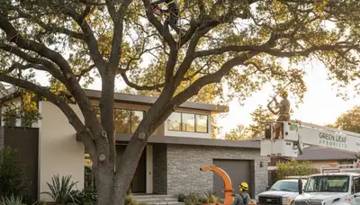 Arborist trimming oak tree branches in Oak Park, IL for professional tree care service