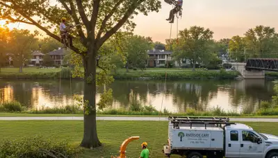 Professional tree removal service in Oak Park, IL by certified arborists at Tree Services Oak Park