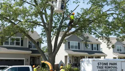 Professional tree removal service in Oak Park IL safely cutting and clearing damaged trees