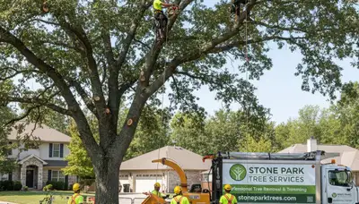 Professional tree removal service in Oak Park IL safely cutting down large backyard tree