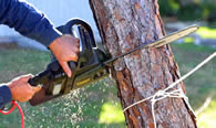 Tree Trimming in Oak Park IL